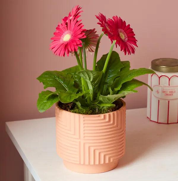 Terracotta Ceramic Planter with Geometric Pattern